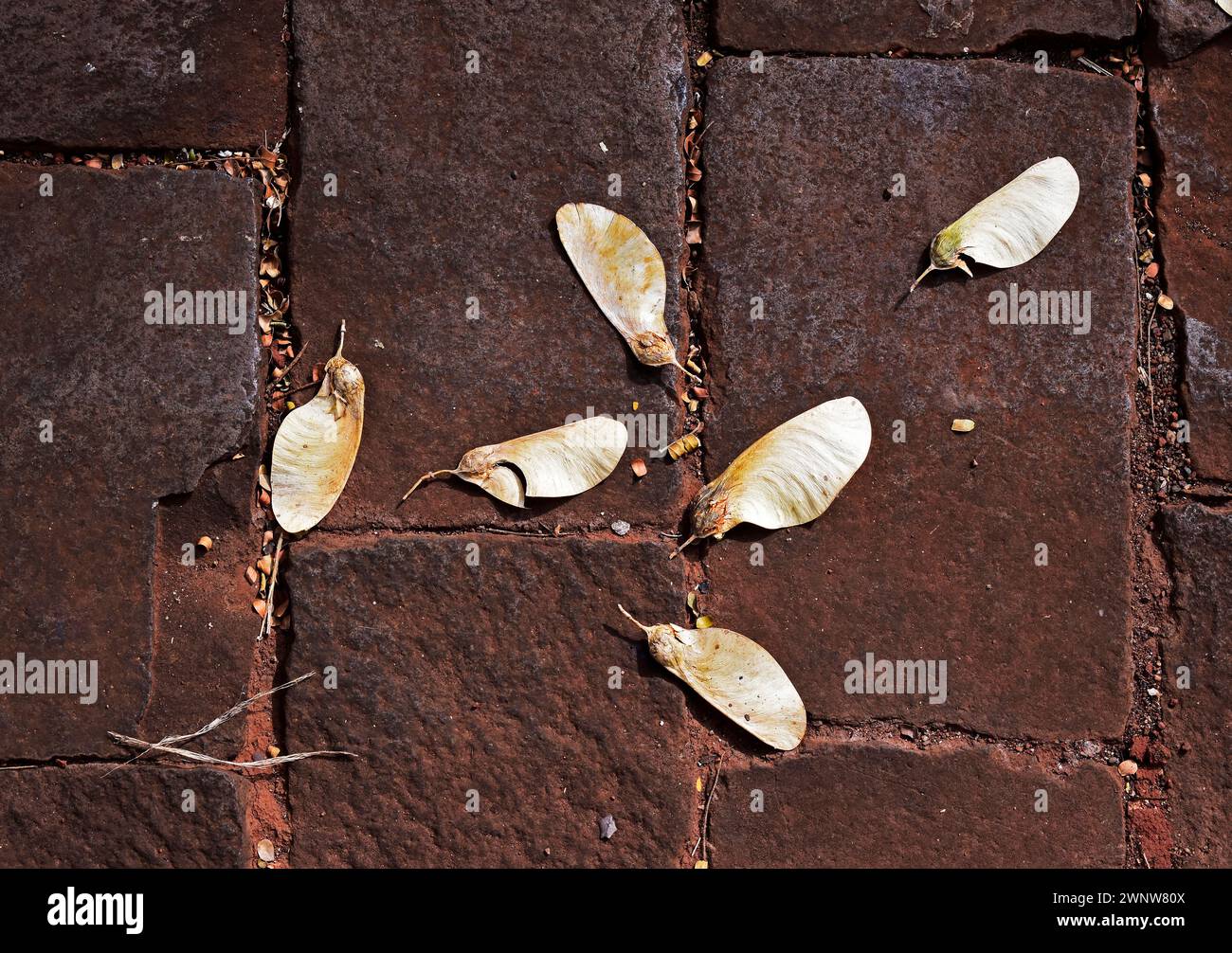 Winged seeds on the ground Stock Photo