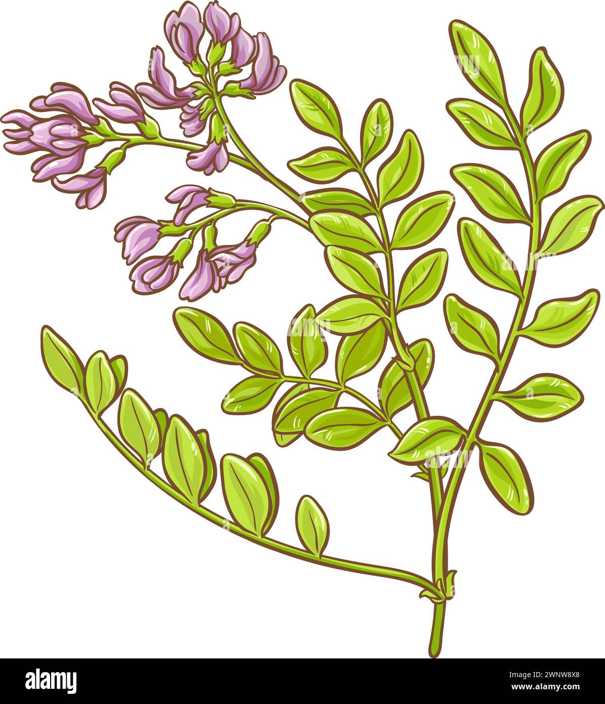 Astragalus Plant with Flowers Colored Detailed Illustration. Vector isolated for design or decoration. Stock Vector