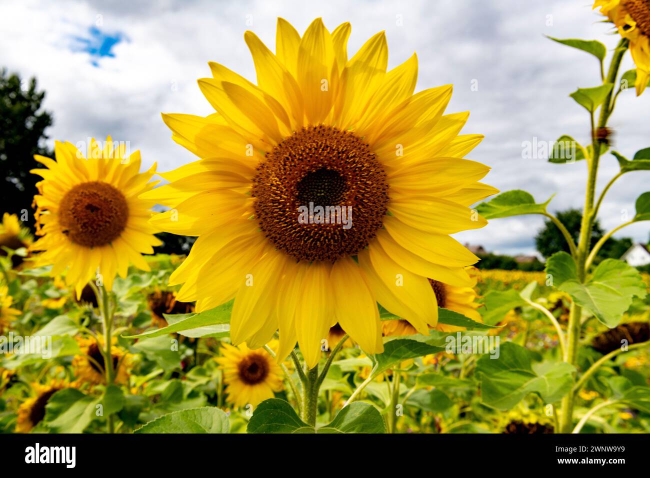The blossom of a sunflower standing alone, slightly blurred sunflowers and blurred sky in the background. Stock Photo