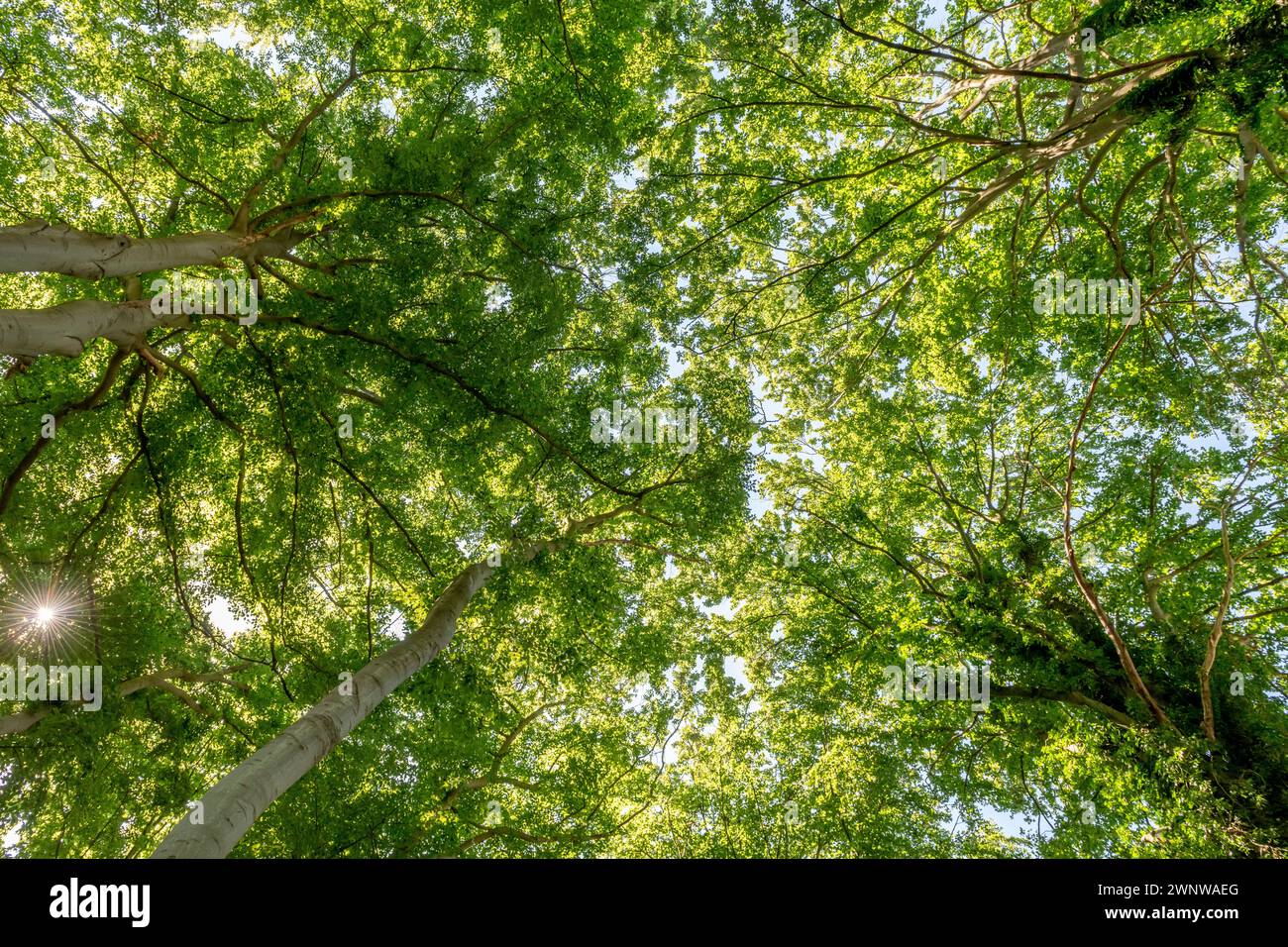 A unique frog's-eye-view of the intricate patterns and textures of the forest canopy Stock Photo