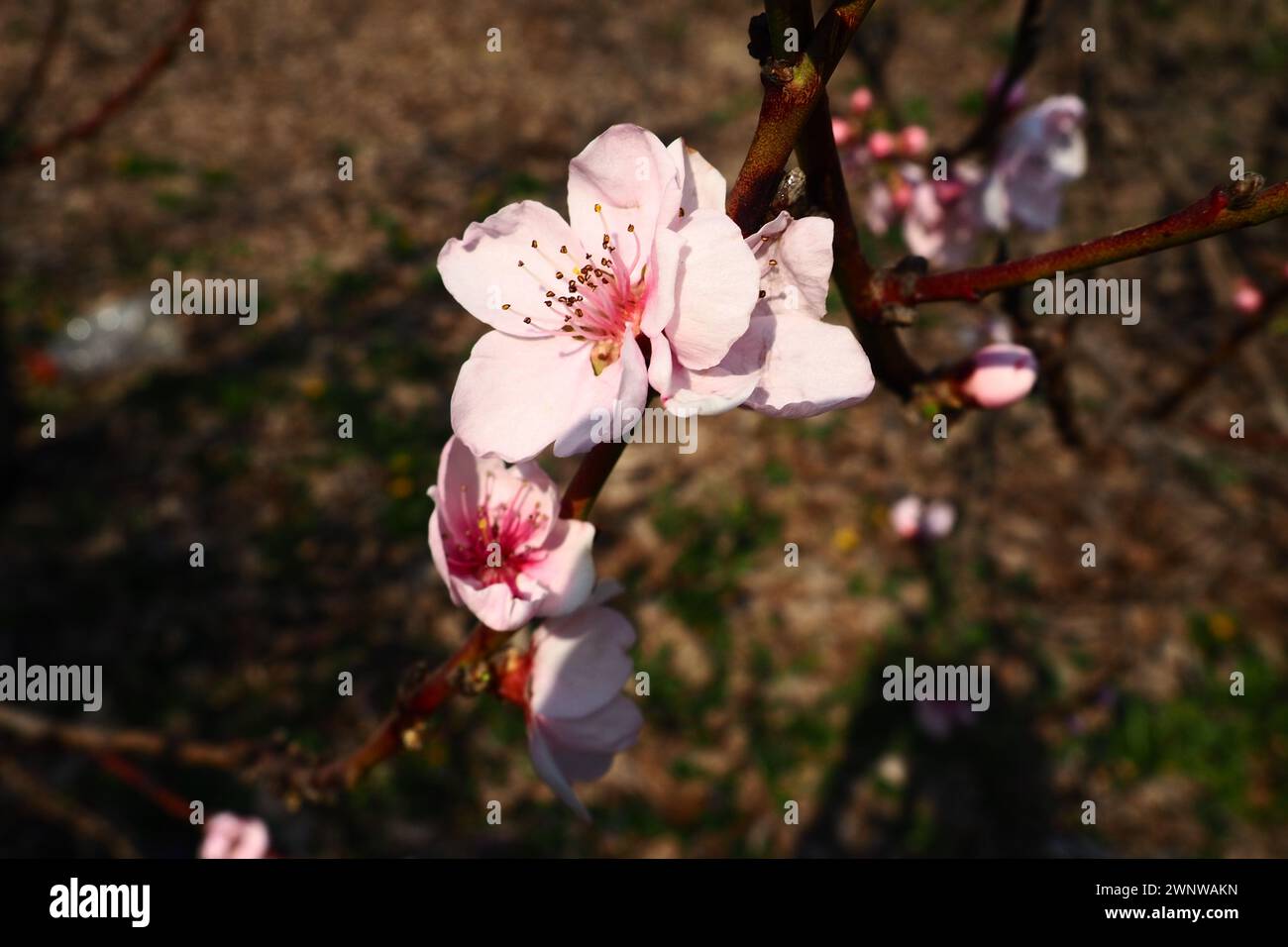 Large pink flowers of plum, peach or apricot in the flowering period of orchards. Sunny spring weather. Blooming garden in Serbia. Many flowers on the Stock Photo