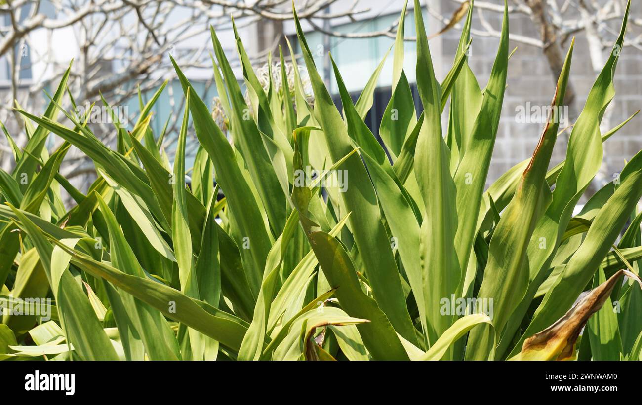 Crinum asiaticum (poison bulb, giant crinum lily, grand crinum lily, spider lily, Bulbine asiatica). The entire plant is toxic, especially the bulb Stock Photo