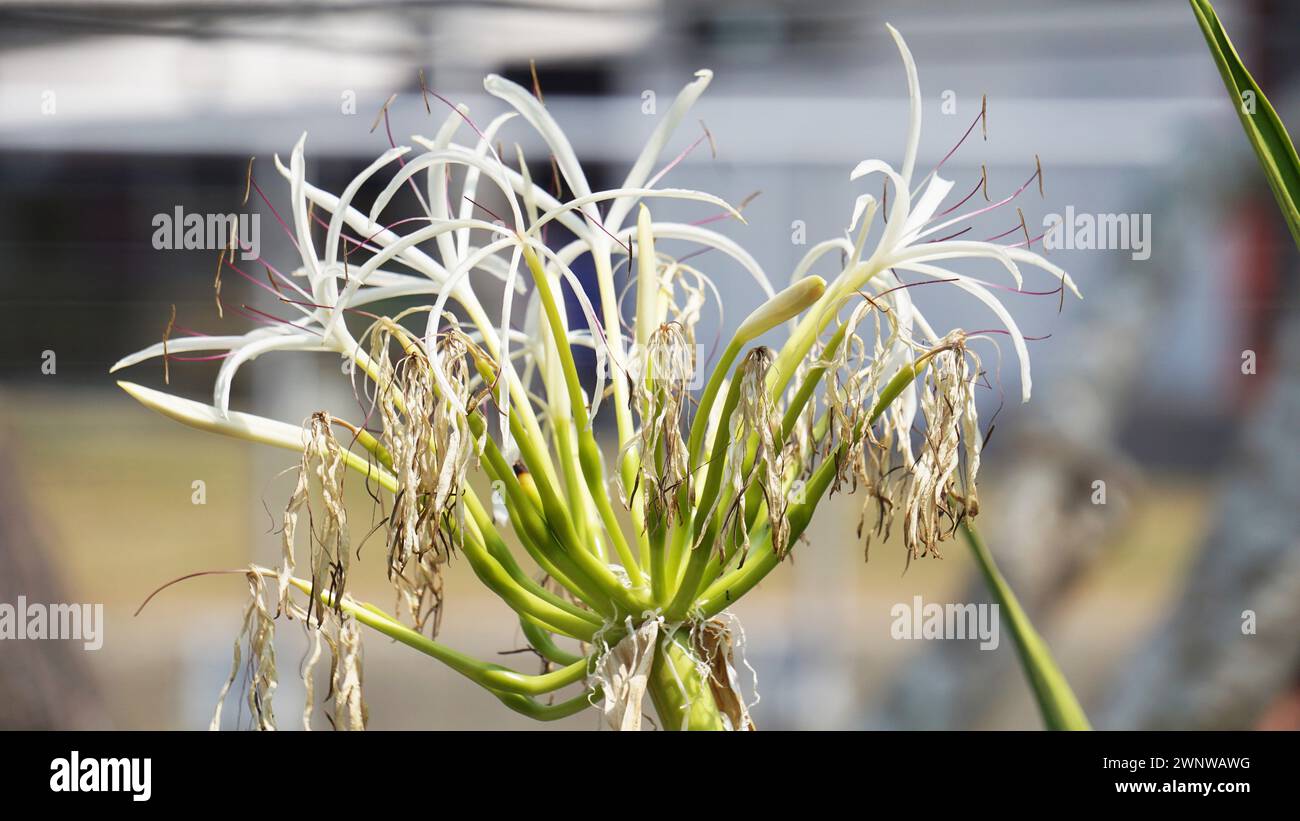 Crinum asiaticum (poison bulb, giant crinum lily, grand crinum lily, spider lily, Bulbine asiatica). The entire plant is toxic, especially the bulb Stock Photo