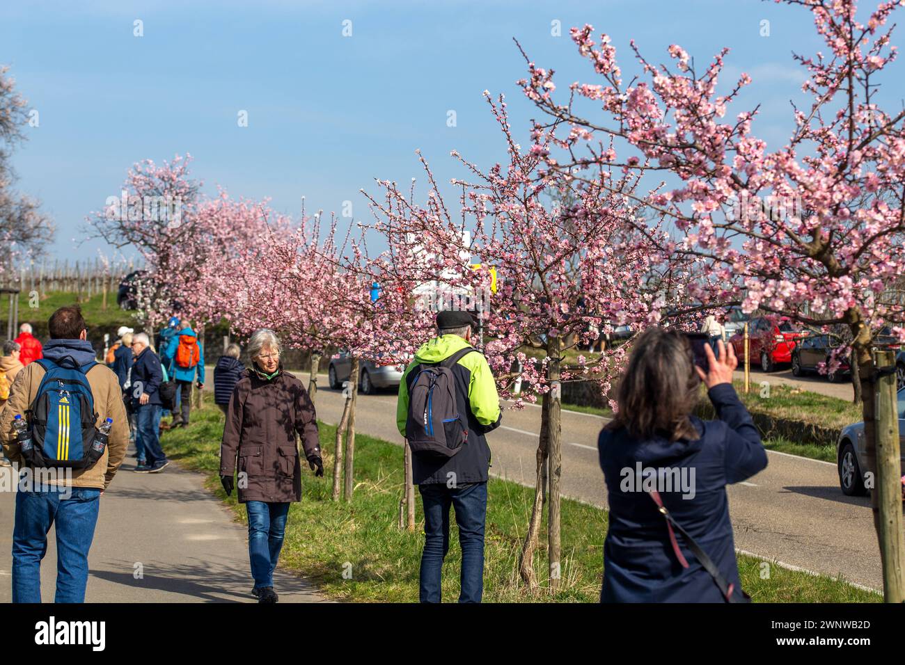  Mandelblutenbaum hi-res stock photography and images - Alamy Motiv 