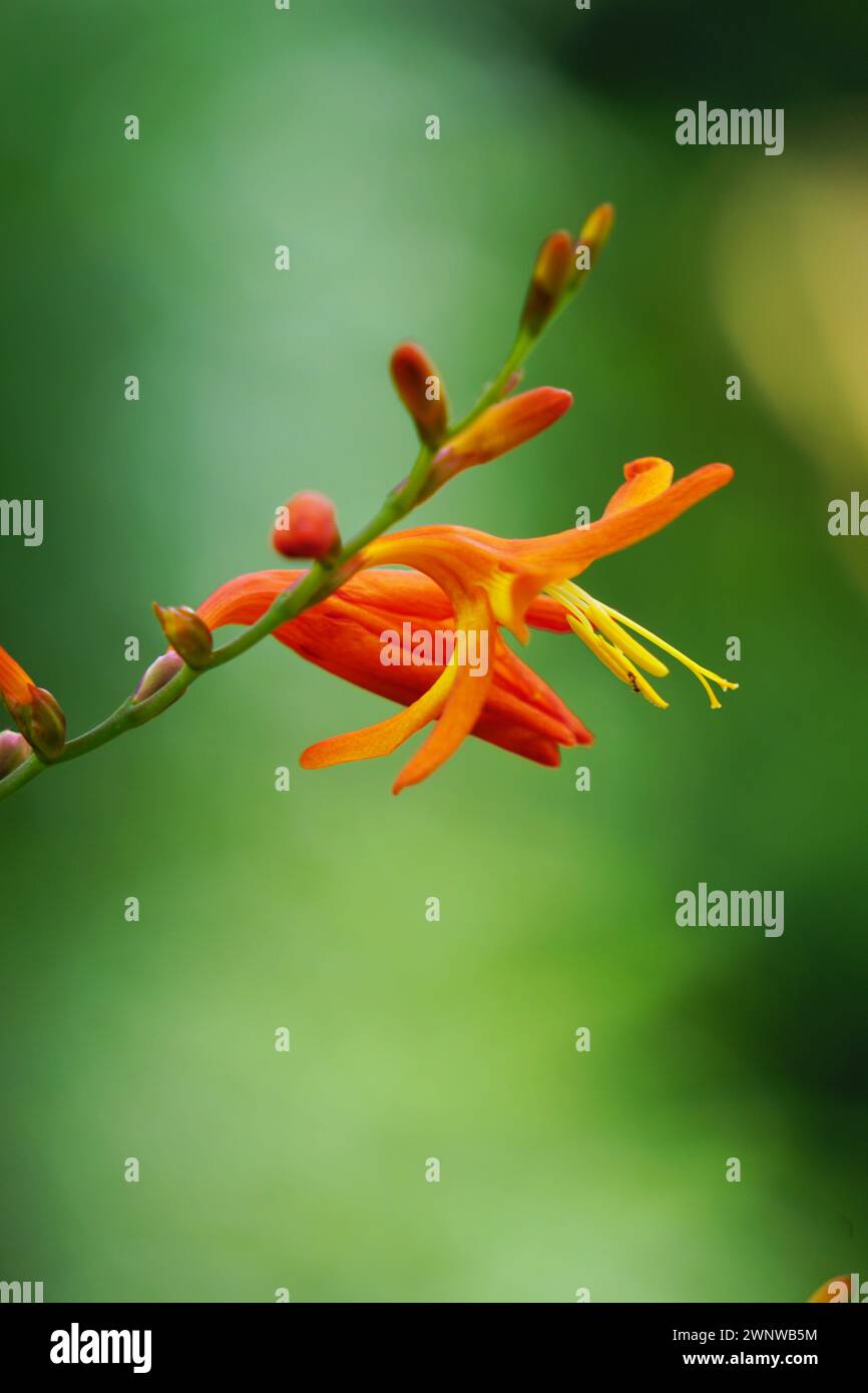 Crocosmia masoniorum (also called called the giant montbretia, Tritonia masoniorum) flower Stock Photo