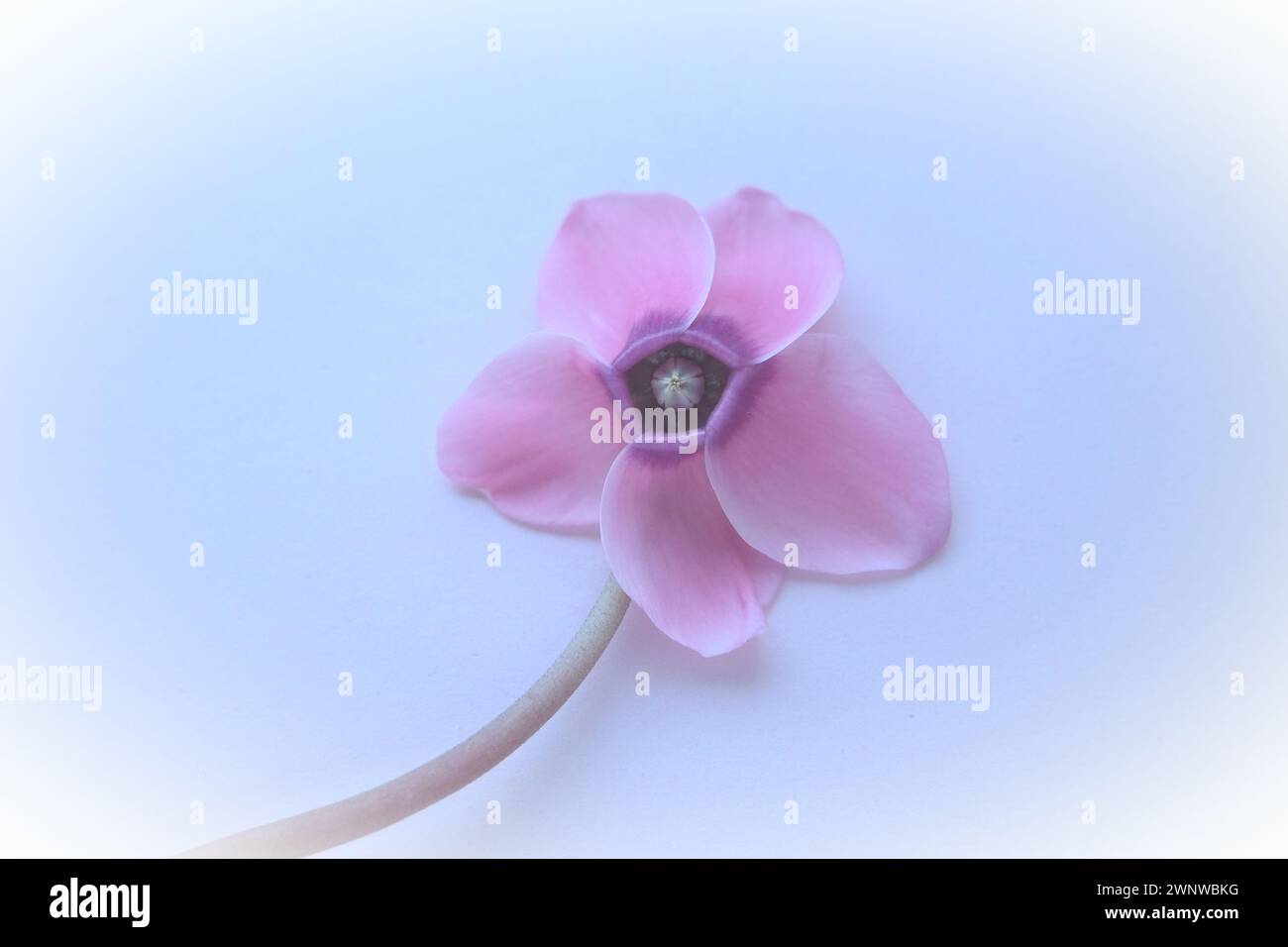Pink cyclamen flower on a blue background with blurred gentle focus with white vignetting around the edges. One flower with five petals, stem without Stock Photo