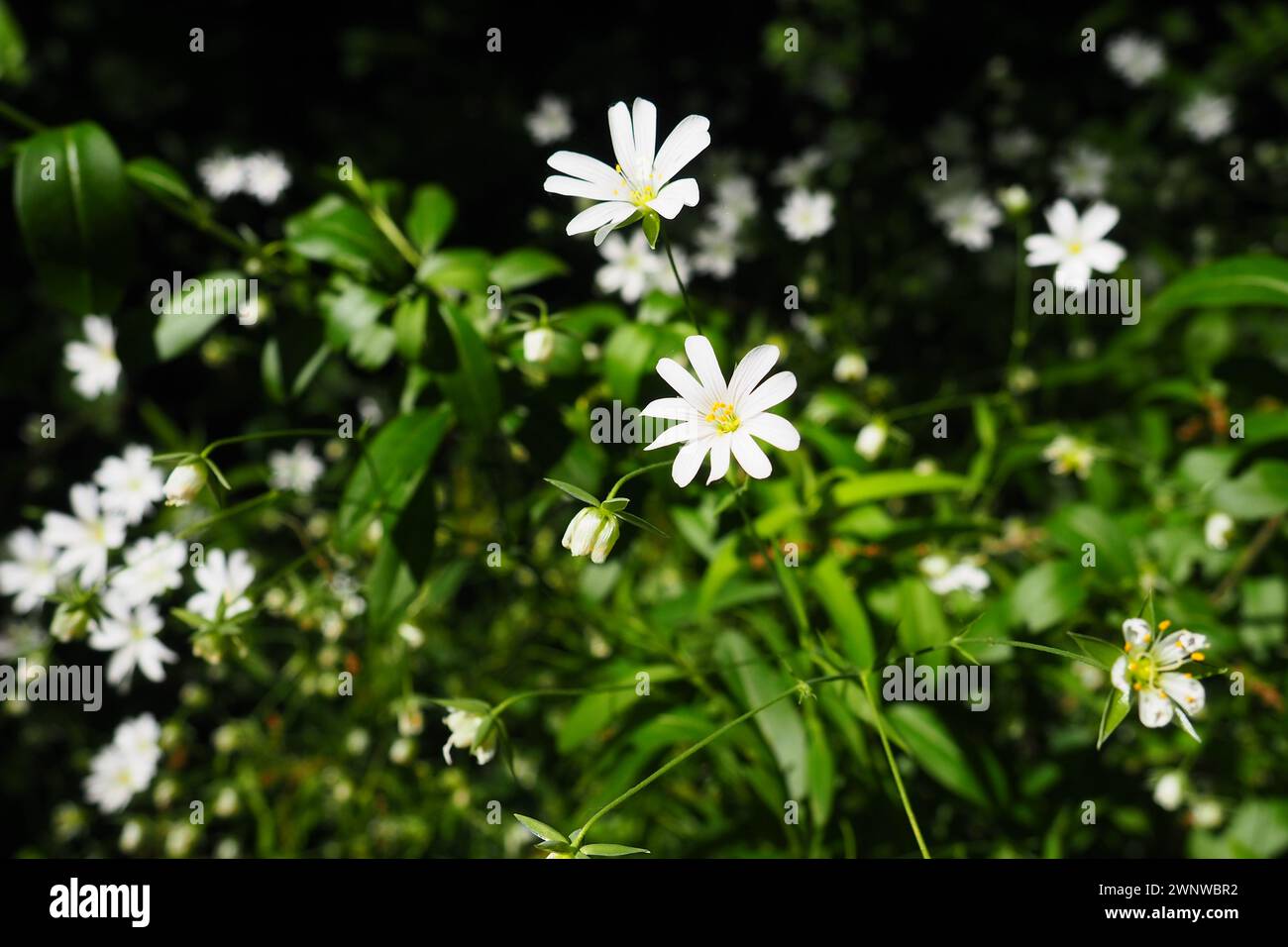 Starflower Stellaria is a genus of flowering plants in the Carnation family. Wood louse plant. White flowers in the forest. Fruska Gora, Serbia Stock Photo