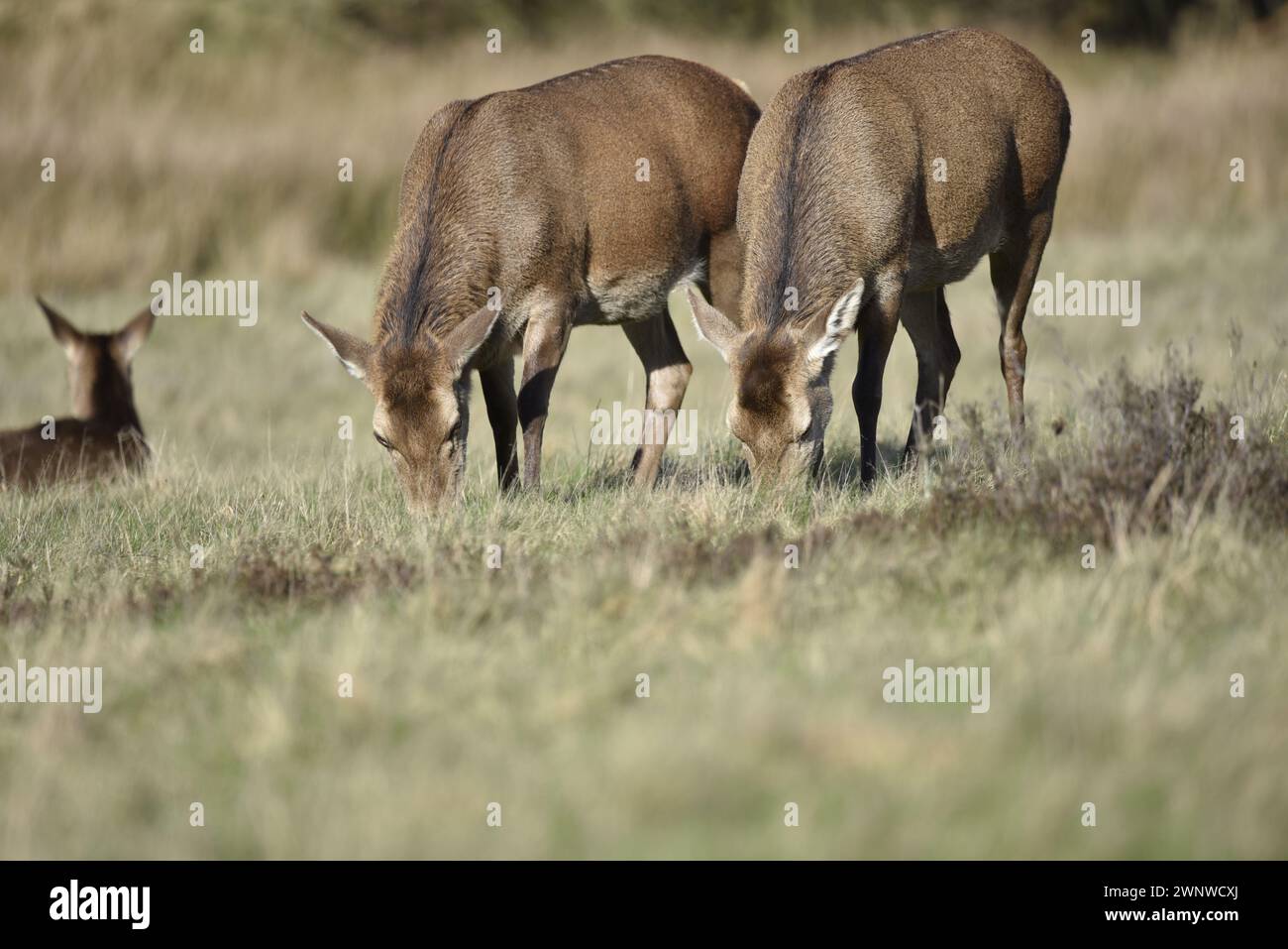 Red Deer Does (Cervus elaphus) Facing Camera Grazing, on a Sunny Winter's Afternoon, taken in Staffordshire, England, UK in February Stock Photo