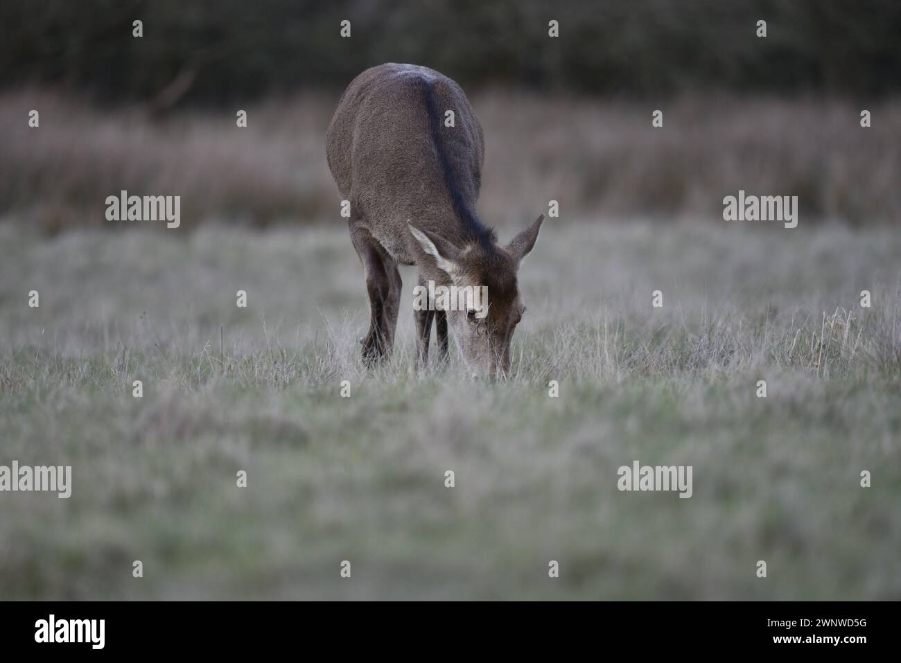 Red Deer Doe (Cervus elaphus) Grazing, Facing Camera, Middle of Image, taken in February in the UK Stock Photo