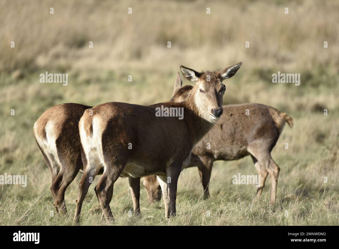 Centre Foreground Image of a Red Deer Doe (Cervus elaphus) Standing in the Winter Sun in Right-Profile, with Head Turned to Camera, taken in in the UK Stock Photo