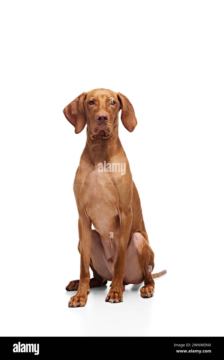 Young pet, Hungarian Vizsla sitting, posing looking at camera against white studio background. Dog looks healthy and well groomed. Stock Photo