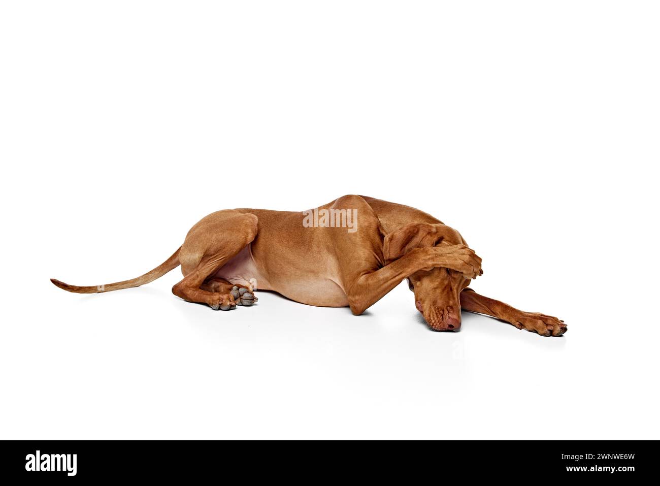 Hungarian ridgeback store dog