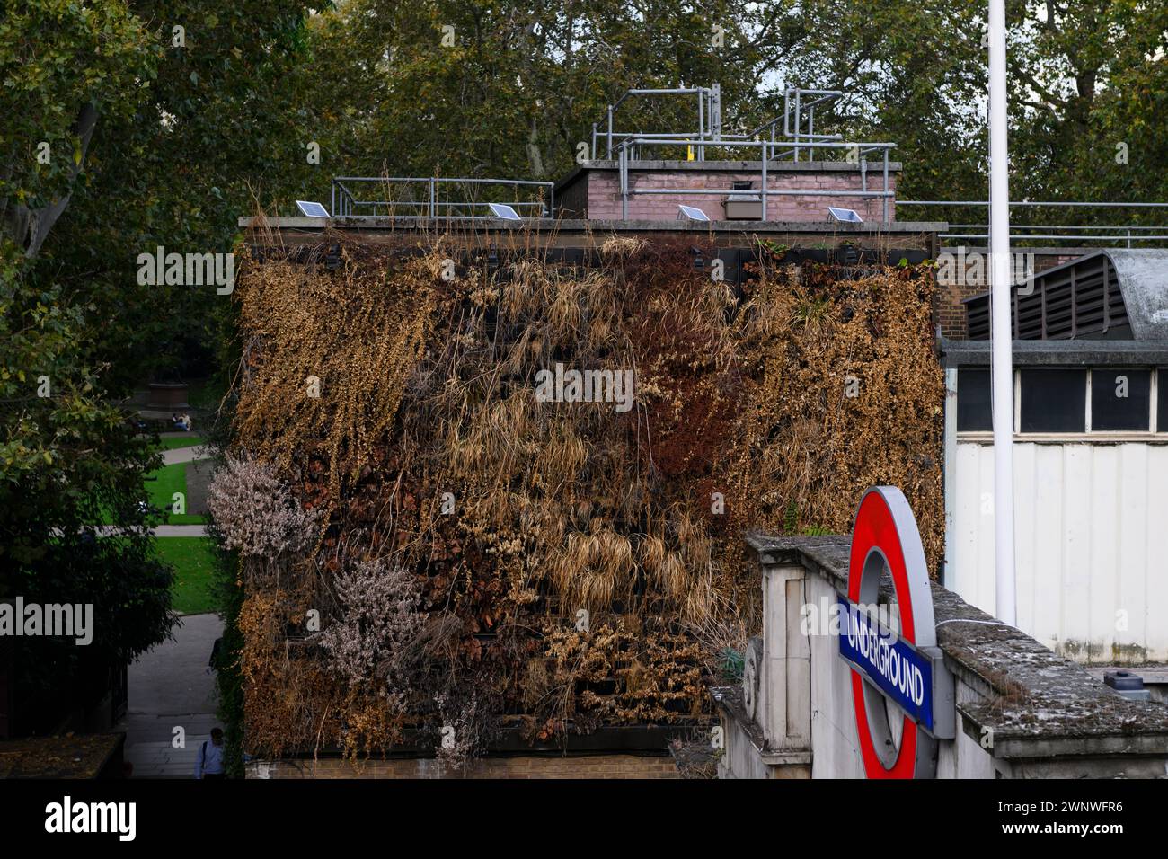 Dead plants of a ‘living wall’ Embankment Underground Station, London, UK.  10 Oct 2023 Stock Photo
