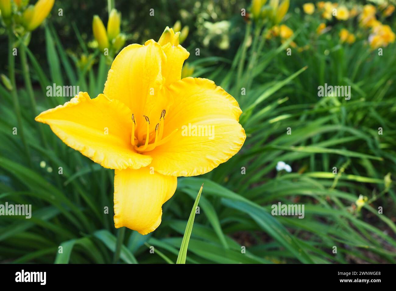 Daylily, or beautiful lemon-yellow, is a beautifully flowering perennial herbaceous plant. Long thin green leaves. Flowering as a hobby. Hemerocallis Stock Photo