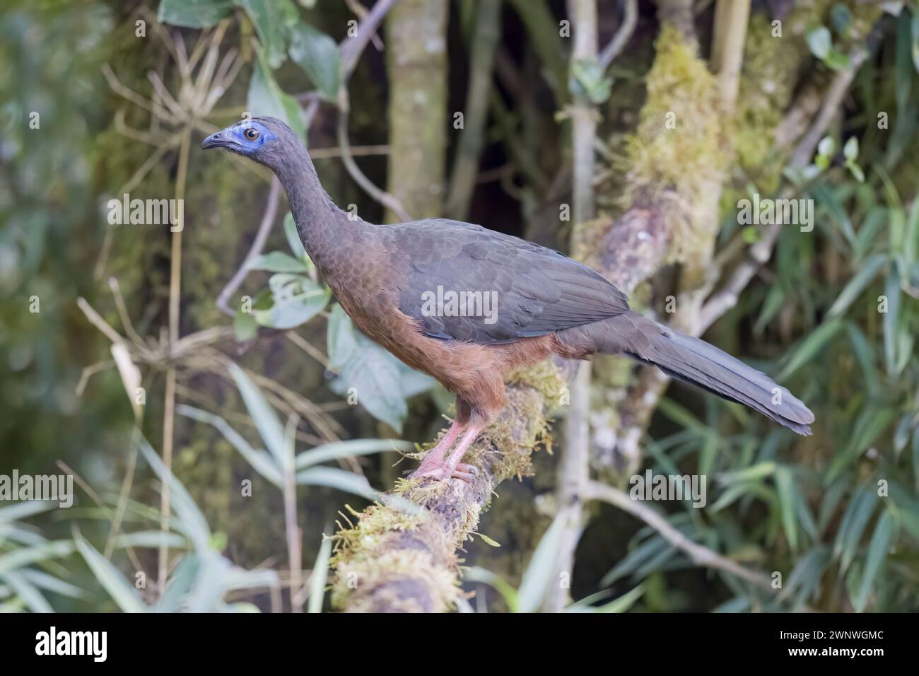 Sickle-winged Guan in Colombia South America Stock Photo