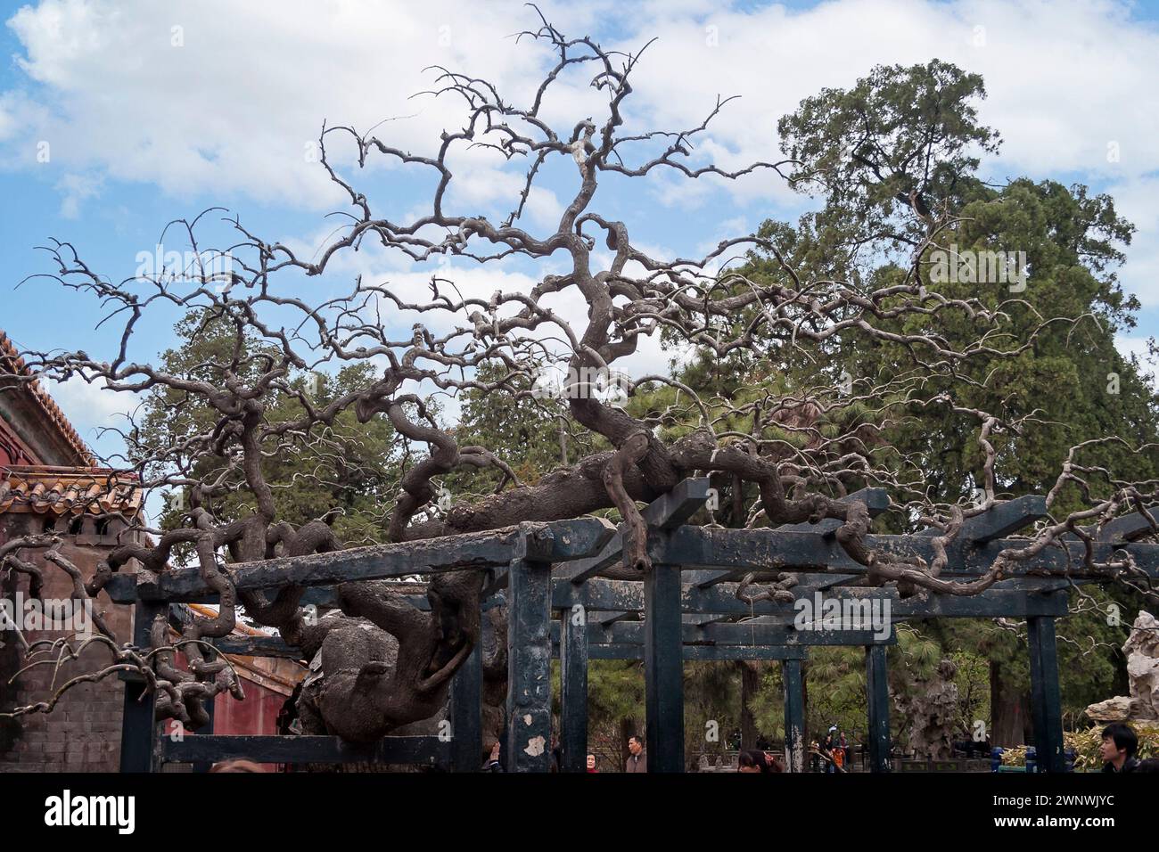 Huge Chinese Pagoda Tree in the Forbidden City, Beijing, China on 1 April 2011 Stock Photo