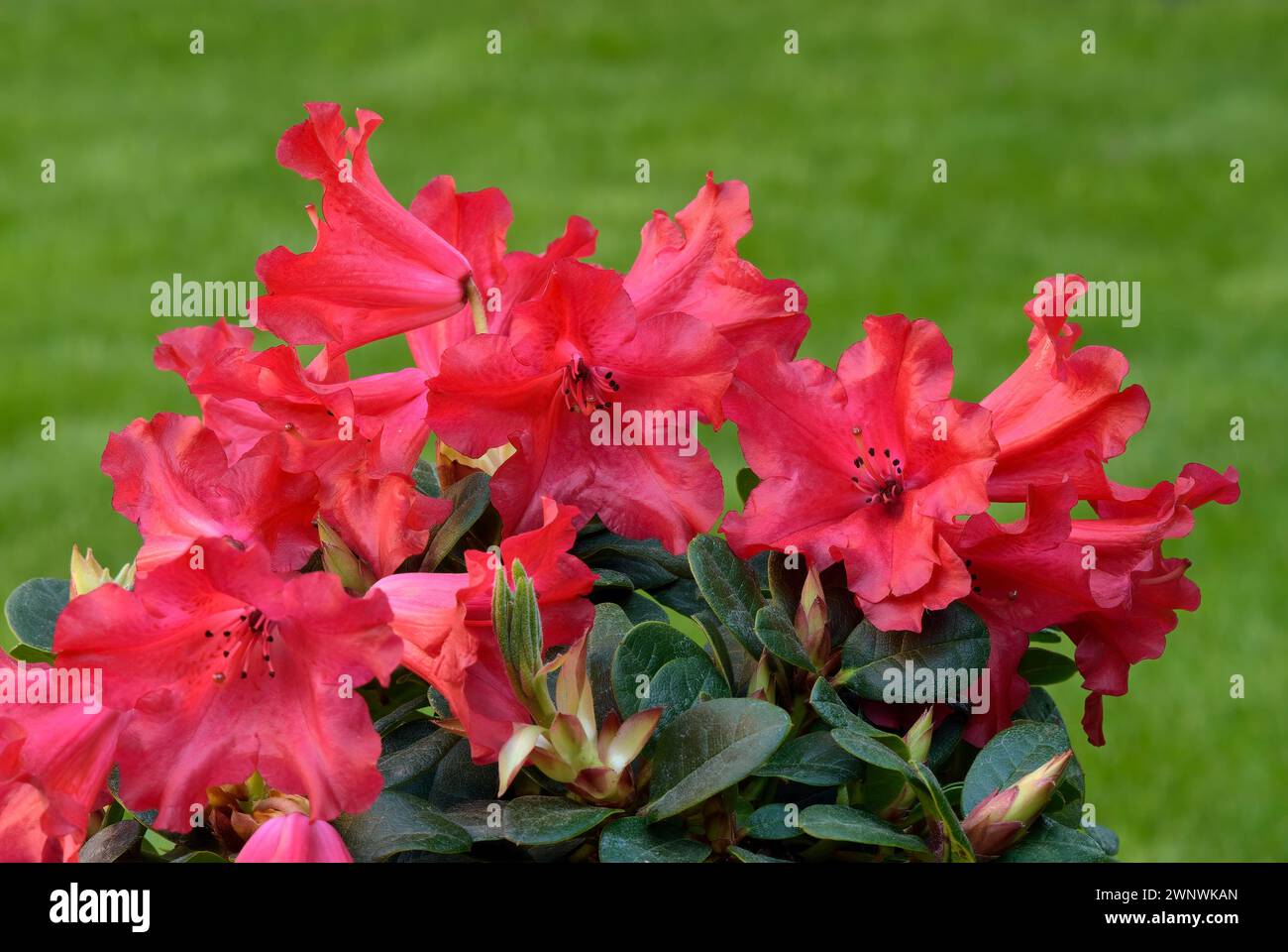 Rhododendron Scarlet Wonder red flowers with buds, full bloom, close up. Ornamental plant. Blurred natural green background. Trencin, Slovakia Stock Photo