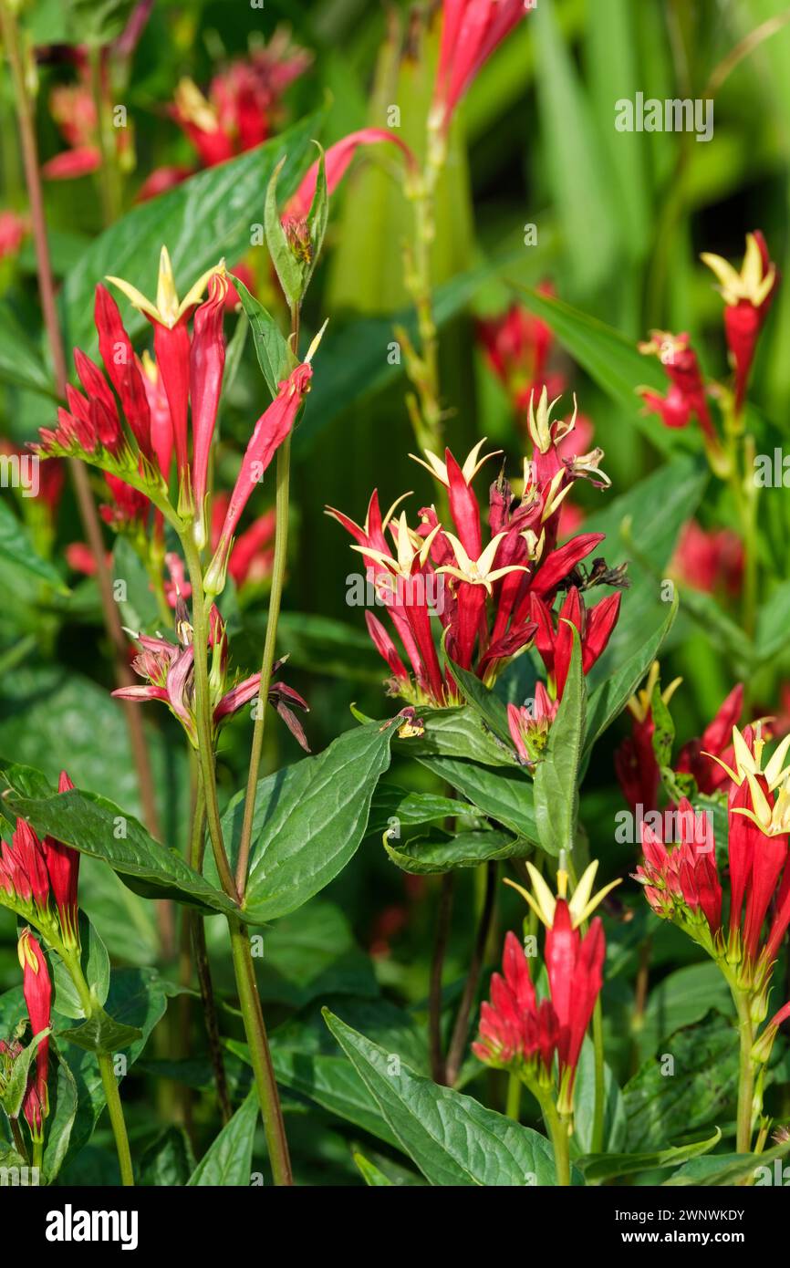 Spigelia marilandica Little Redhead, Indian Pink, Dark red tubular flowers, yellow interiors, Stock Photo