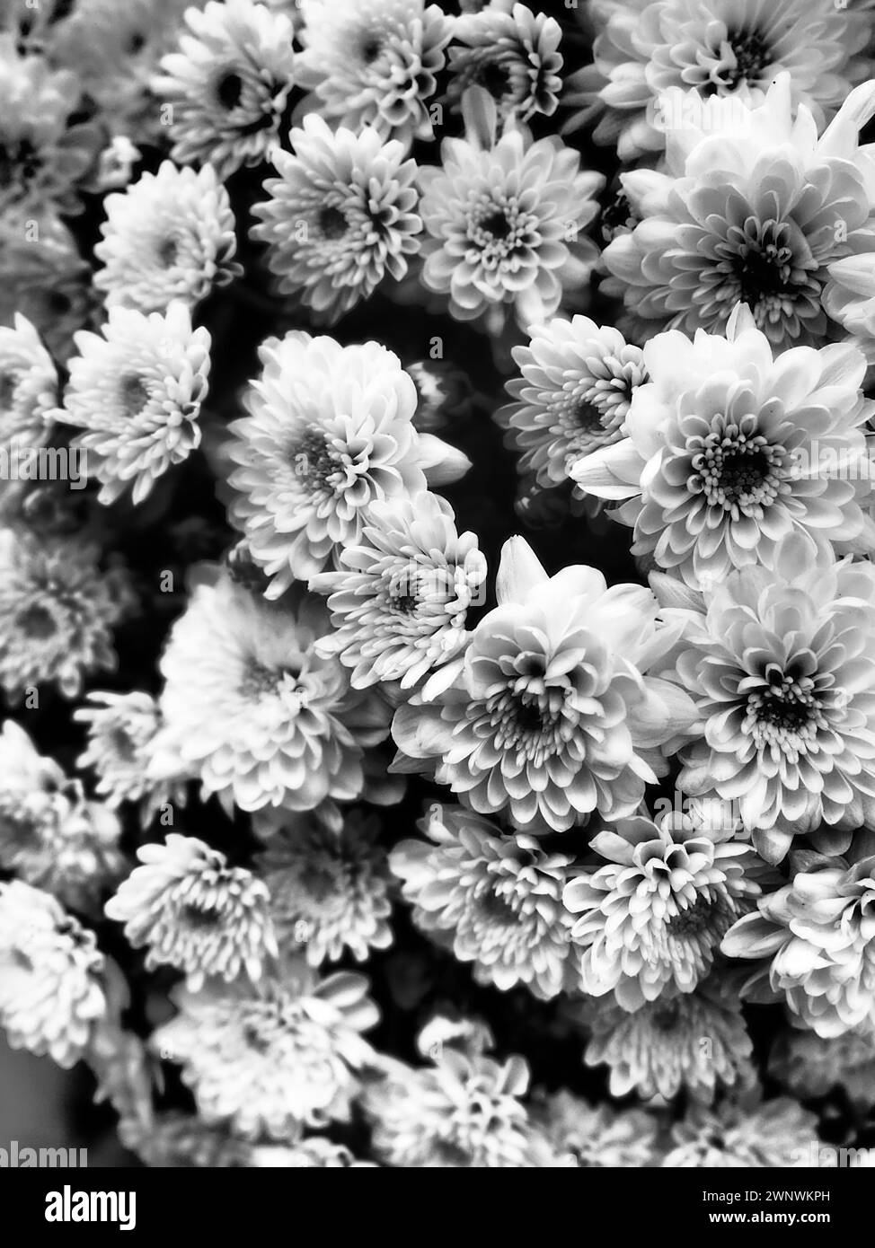 Chrysanthemums in a bouquet. Black and white monochrome photography. Dark vignetting. Postcard or card. Congratulations or expressions of regret Stock Photo