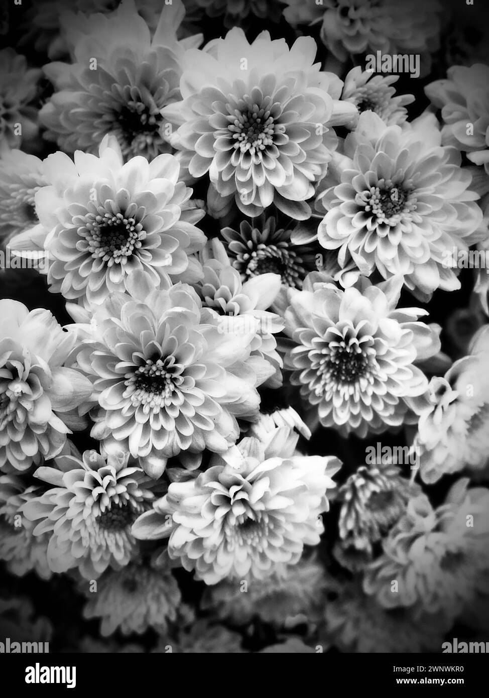 Chrysanthemums in a bouquet. Black and white monochrome photography. Dark vignetting. Postcard or card. Congratulations or expressions of regret Stock Photo