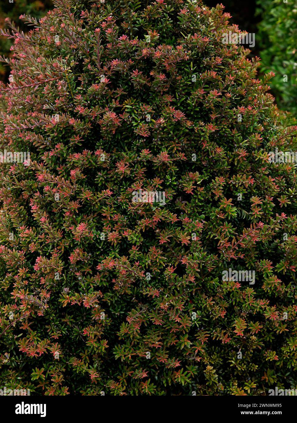 Closeup of the rusty brown and green leaves of the evergreen low growing dwarf conifer podocarpus young rusty. Stock Photo