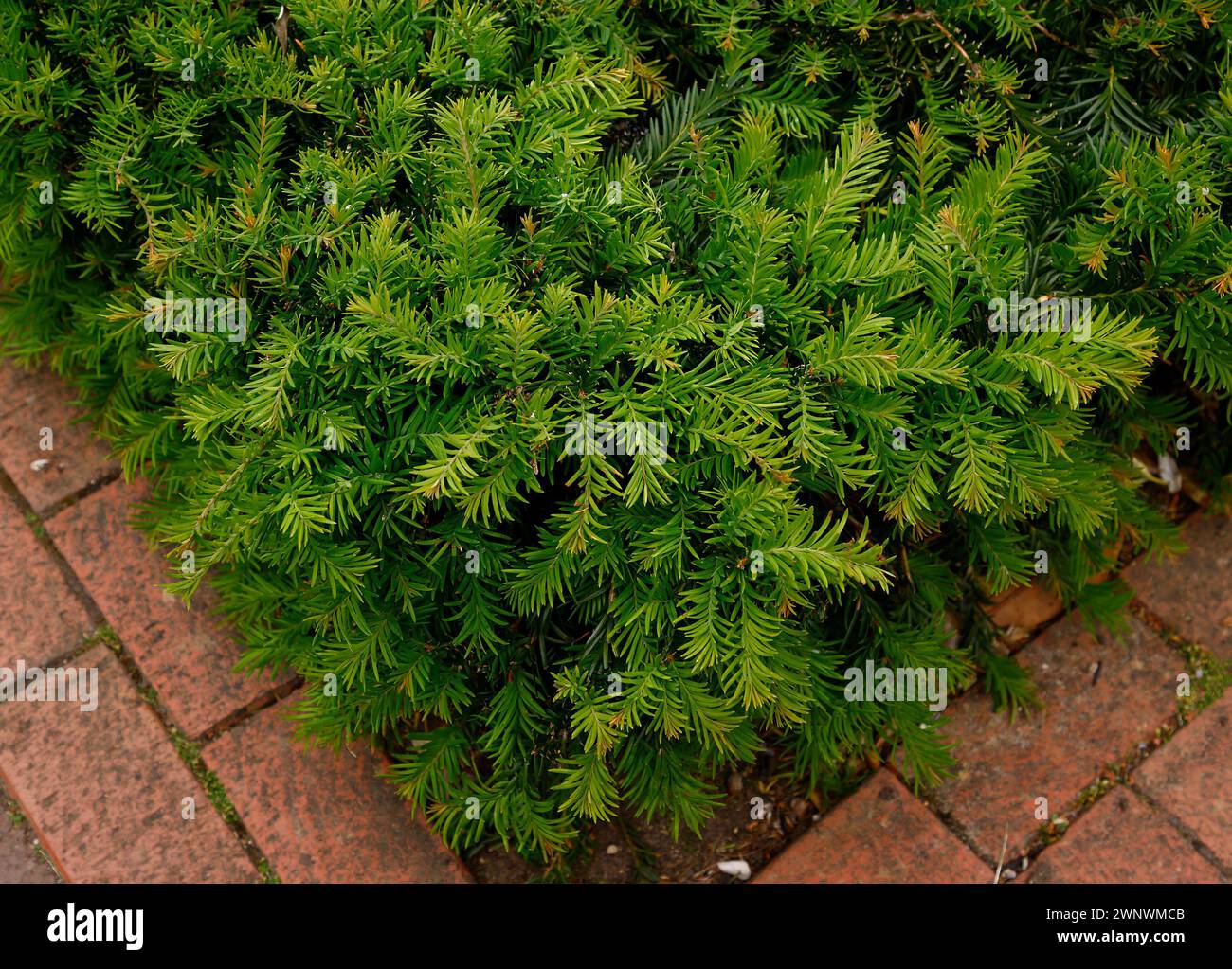 Closeup of the low growing and spreading green leaves of the evergreen garden groundcover plant taxus baccata repandens. Stock Photo