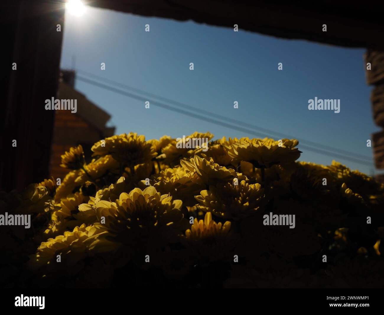Chrysanthemum of yellow color in a pot on an open window in summer in sunny weather. Floriculture as a hobby. Breeding flowers at home. Facade and Stock Photo