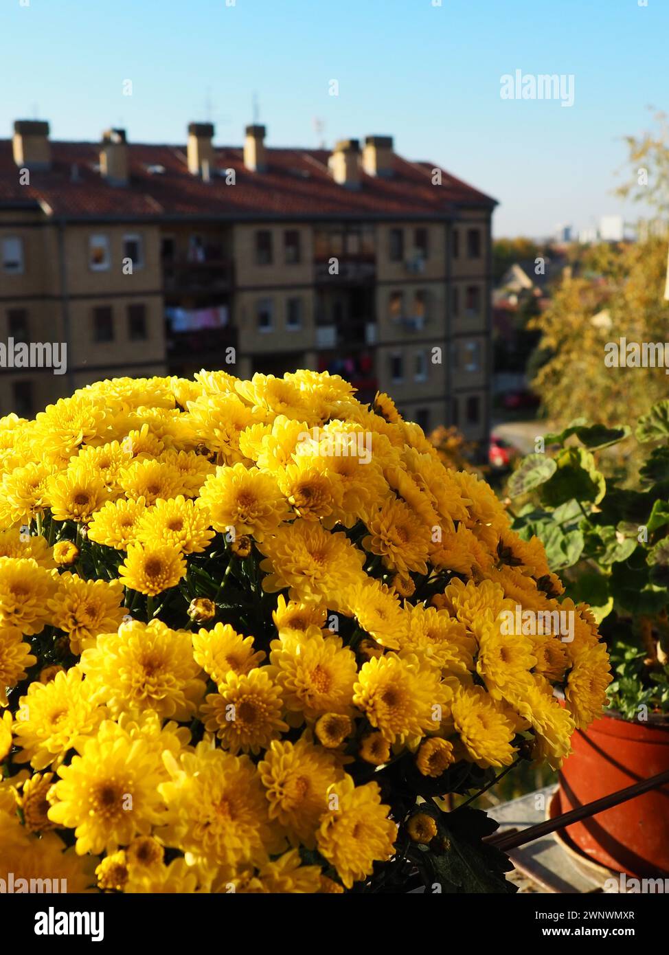 Yellow chrysanthemums, pots of geraniums and celery on the windowsill outside the window. Growing flowers on the balcony and windowsill. Indoor Stock Photo