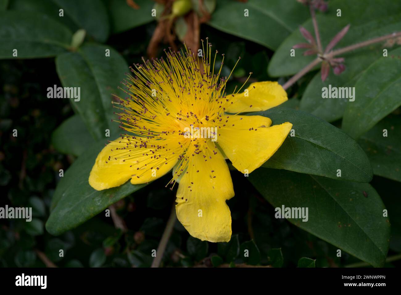 Rose-of-Sharon (Hypericum calycinum) prostrate, low-growing shrub with  yellow flower with numerous yellow stamens and red anthers, June Stock Photo