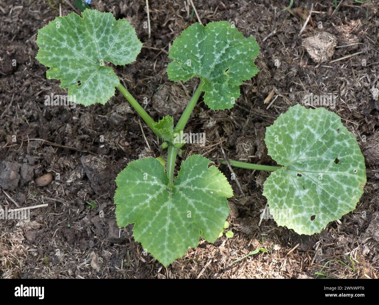 Young pumpkin plant variety Atlantic Giant with four large true leaves radiating out from the growing point, Berkshire, June Stock Photo