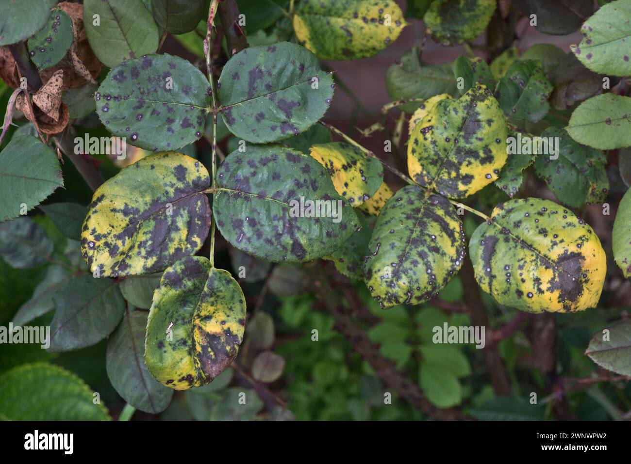 Black spot (Diplocarpon rosae) severe leaf infection with coalesced and discreet dark circular lesions and chlorosis on a shrub rose, Berkshire, Augus Stock Photo