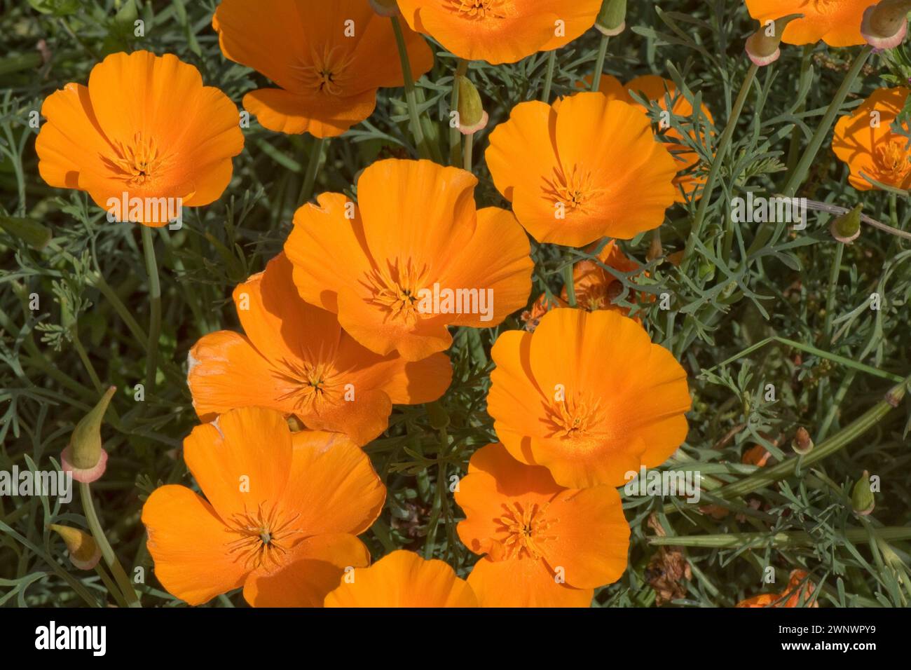 Vivid orange cup-shaped flowers of California poppy (Eschscholzia californica) perennial or annual ornamental garden plant, July Stock Photo