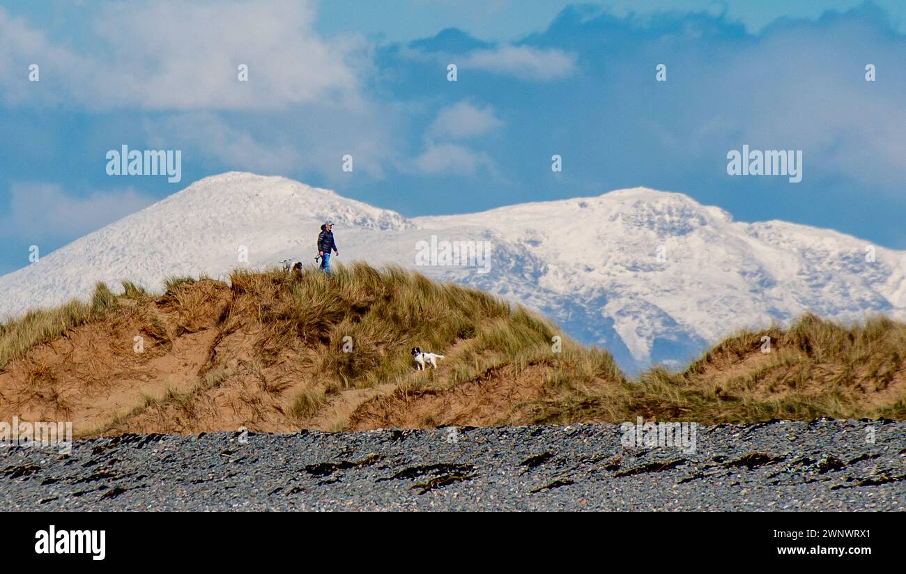 Barrow-in-Furness, Cumbria, UK. 4th Mar, 2024. A dog walker on Walney Island, Barrow-in-Furness, Cumbria with the snowy Lake District Fells as a backdrop. Credit: John Eveson/Alamy Live News Stock Photo