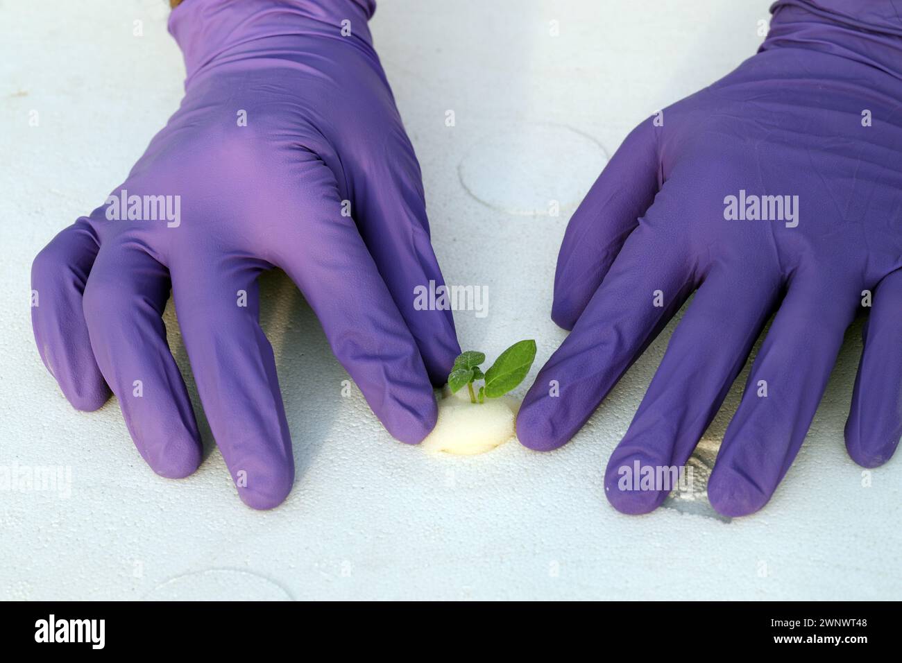 Potato Plant cultivation technique with aeroponic system in Greenhouse. Stock Photo