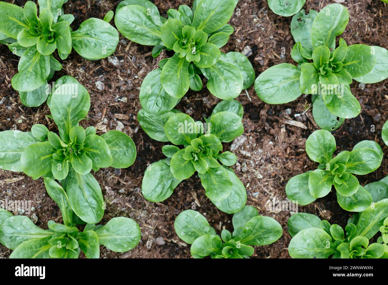 Cornsalad (Valerianella locusta) growing at the end of the winter in Germany Stock Photo