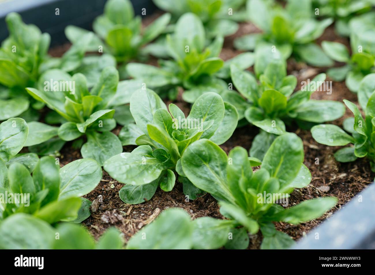 Cornsalad (Valerianella locusta) growing at the end of the winter in Germany Stock Photo