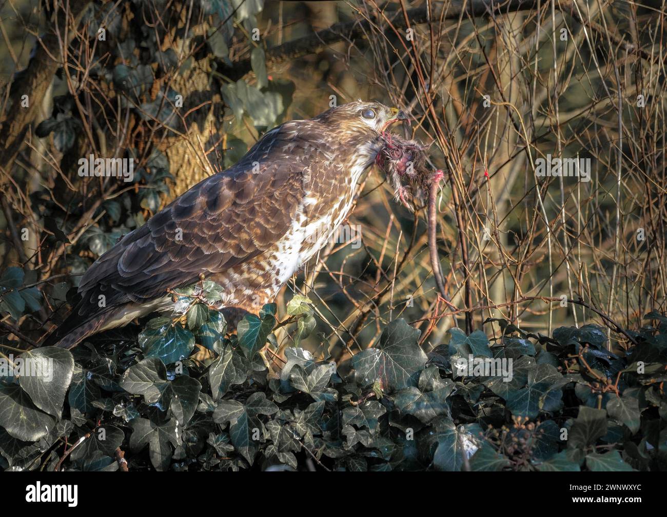 Rat hunting hi-res stock photography and images - Alamy