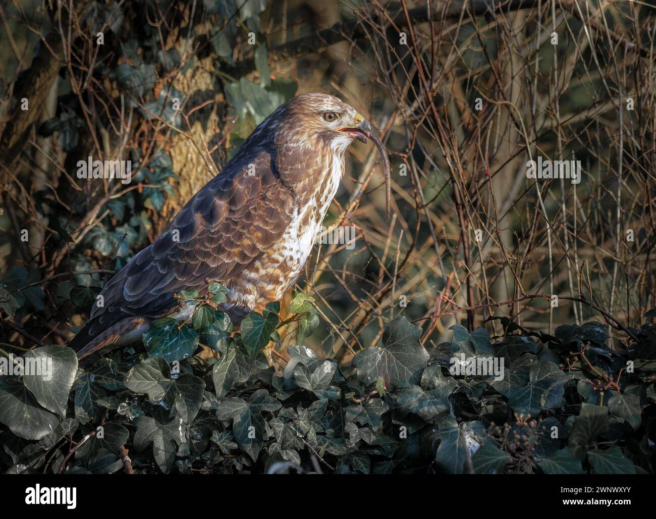 Common buzzard camouflage hi-res stock photography and images - Alamy