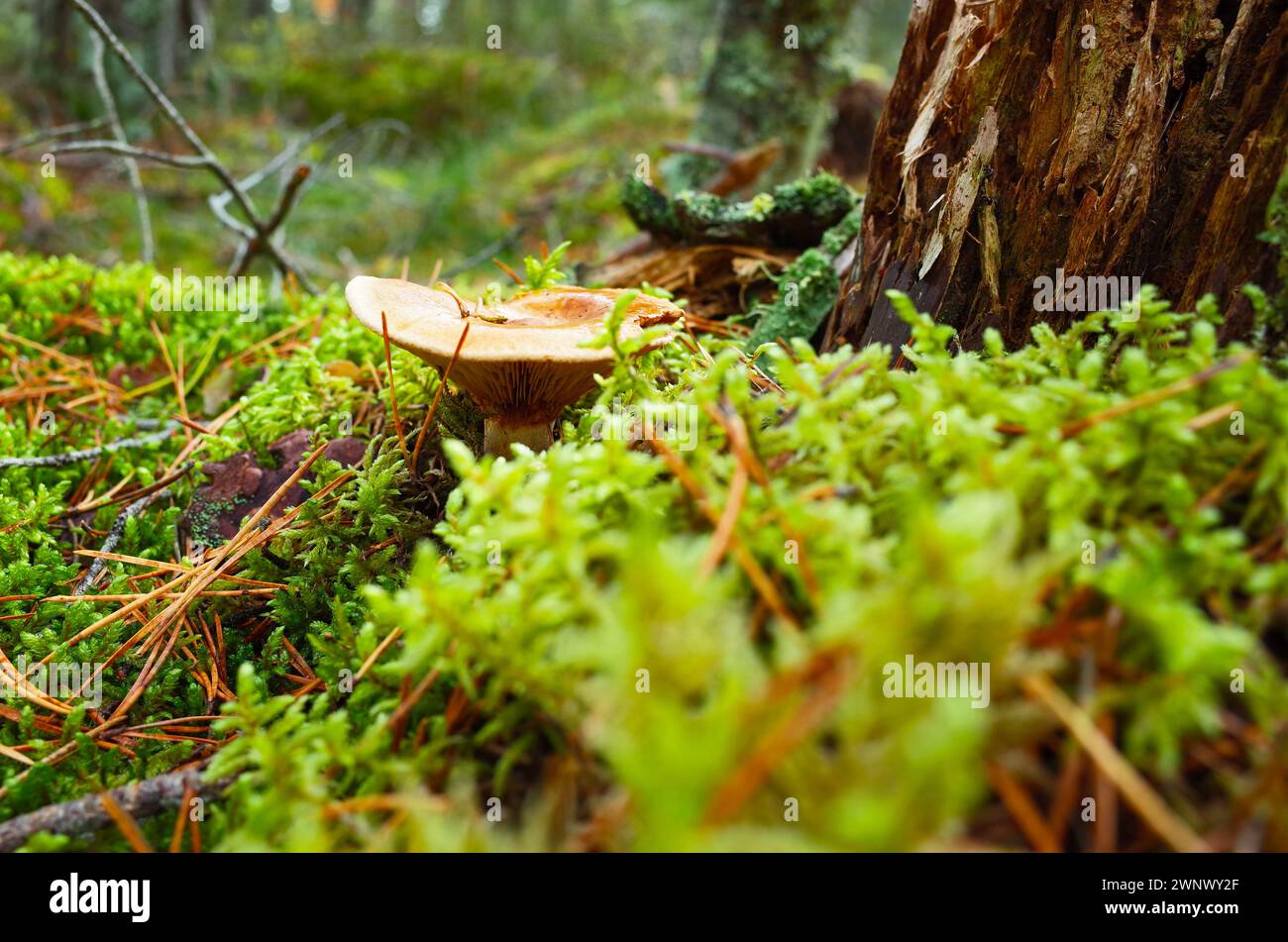 Milk mushroom (Lactarius vellereus) on moss in forest close-up photo with short focus, Nature of Sweden Stock Photo