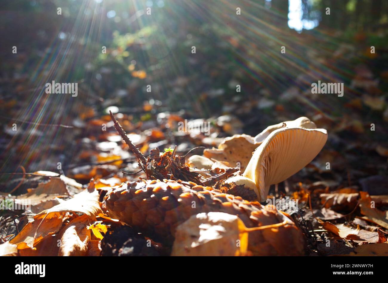 Milk mushroom (Lactarius vellereus) in forest close-up photo with short focus with sunrays against sun, Nature of Sweden Stock Photo
