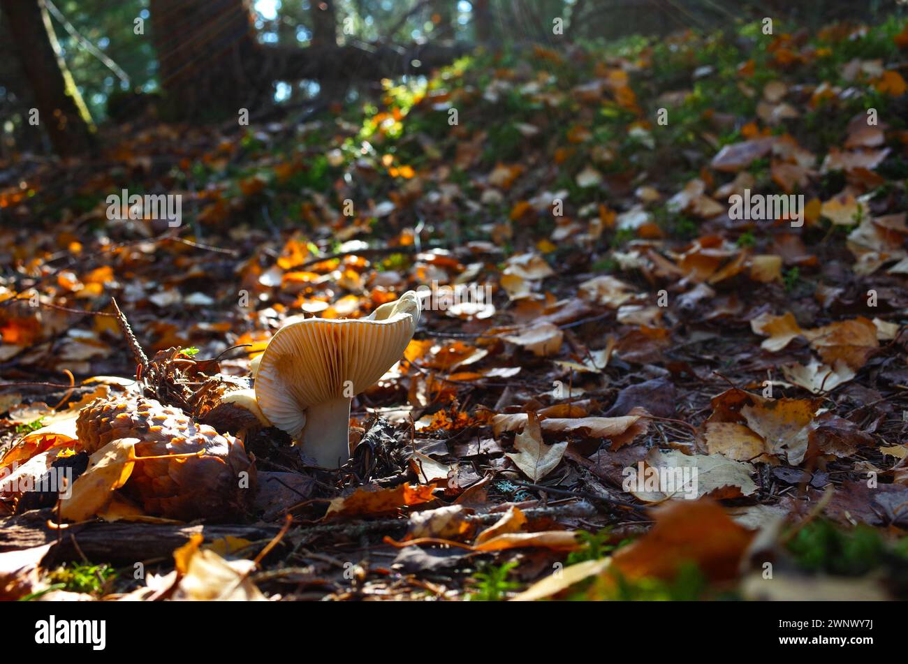 Milk mushroom (Lactarius vellereus) in forest close-up photo with short focus, Nature of Sweden Stock Photo