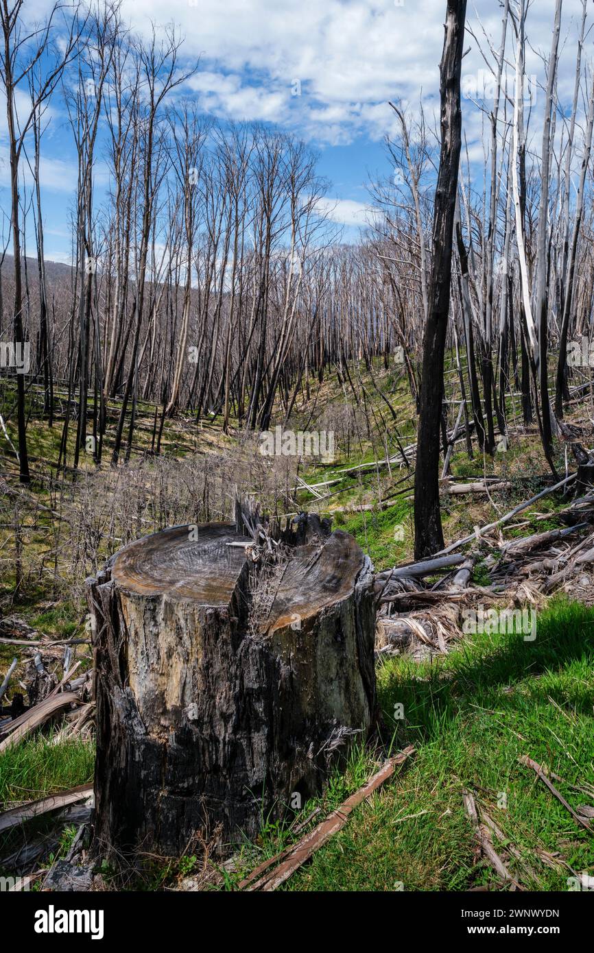 Trees burnt in a bush fire, Dead Horse Gap, New South Wales, Australia Stock Photo