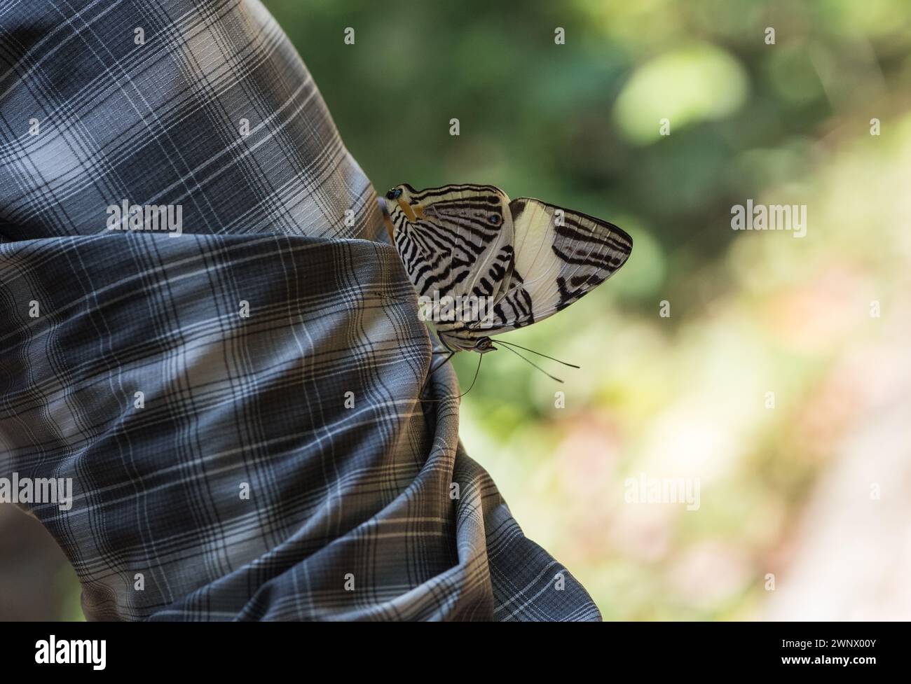 Colobura Colobura annulatus hi-res stock photography and images - Alamy