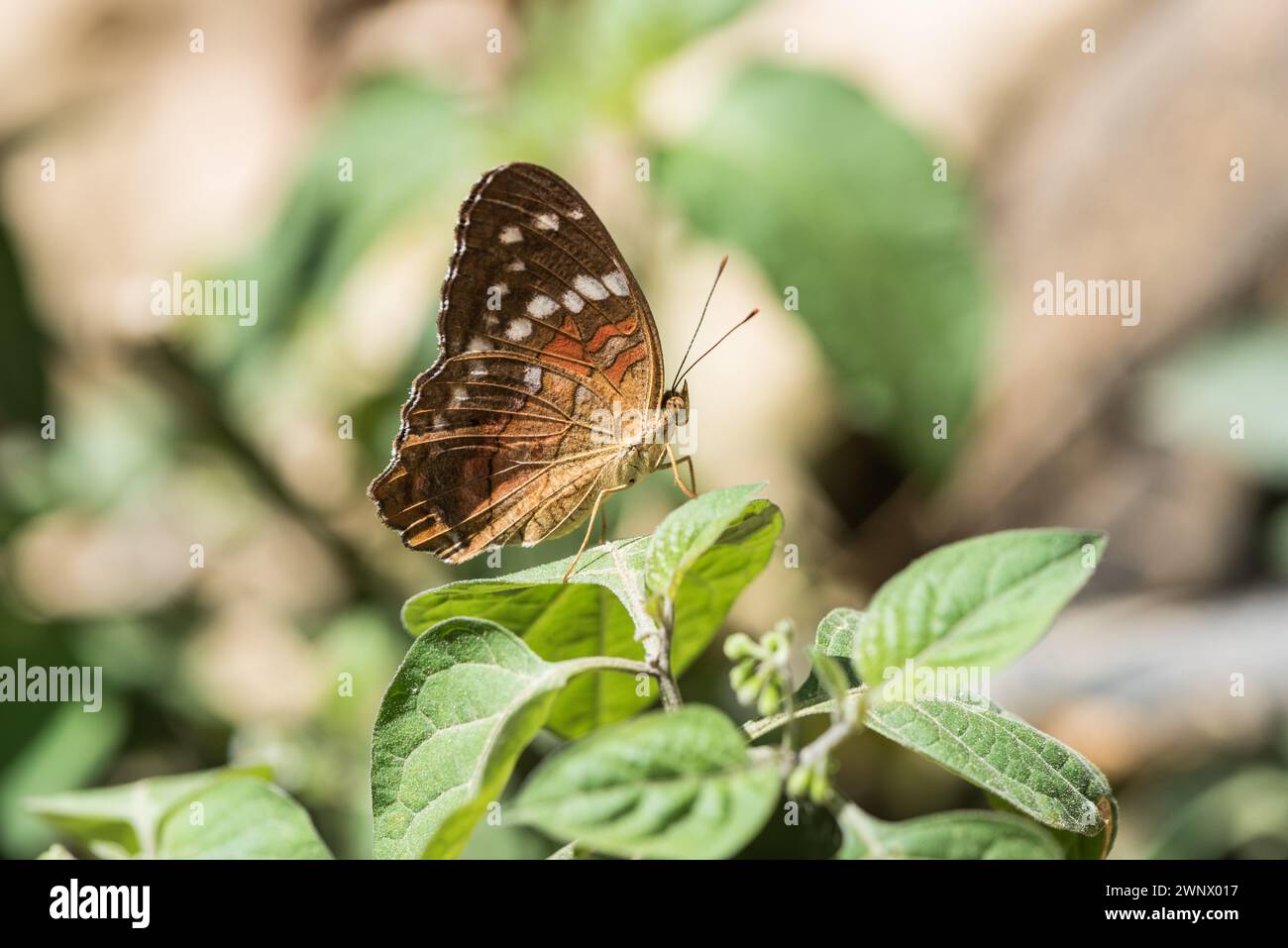 A perched Red Peacock (Anartia amathea) at Minca, Colombia Stock Photo