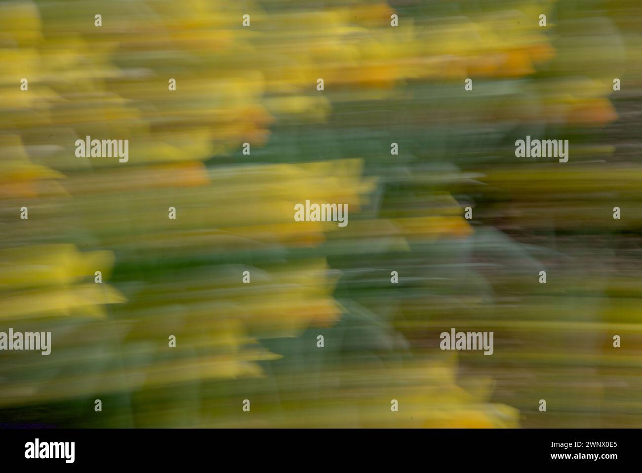 Yellow trails the image are created with ICM (Intentional Camera Movement) from forsythia flowers Stock Photo