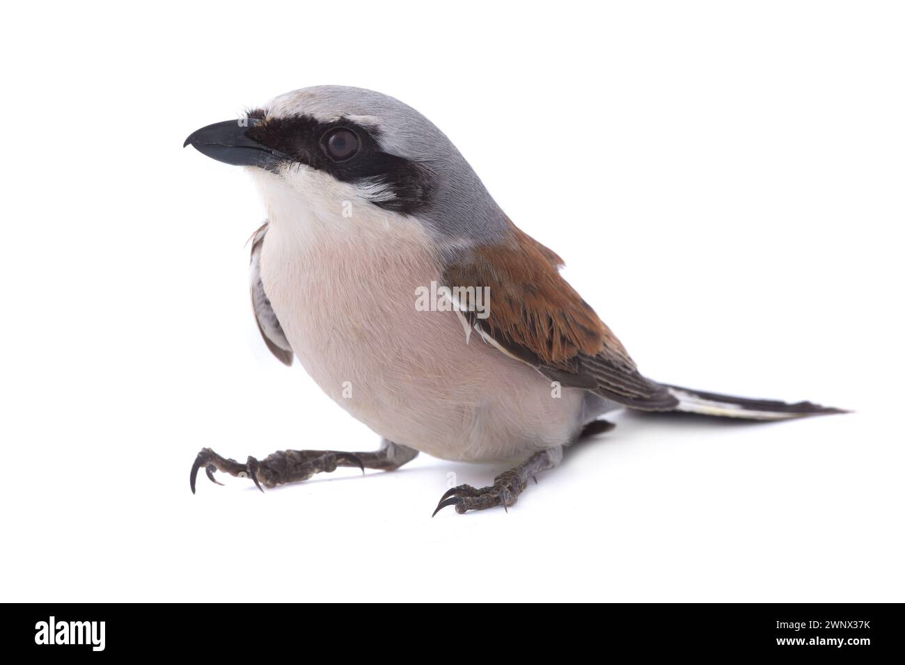 Red-backed Shrike (Lanius collurio) isolated on a white background  in studio shot Stock Photo