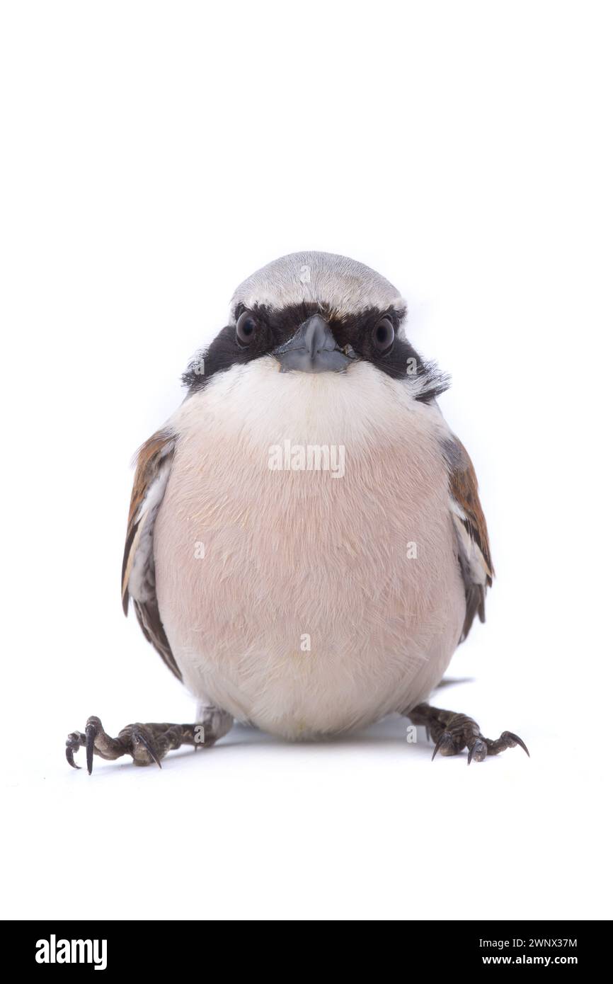 Red-backed Shrike (Lanius collurio) isolated on a white background  in studio shot Stock Photo