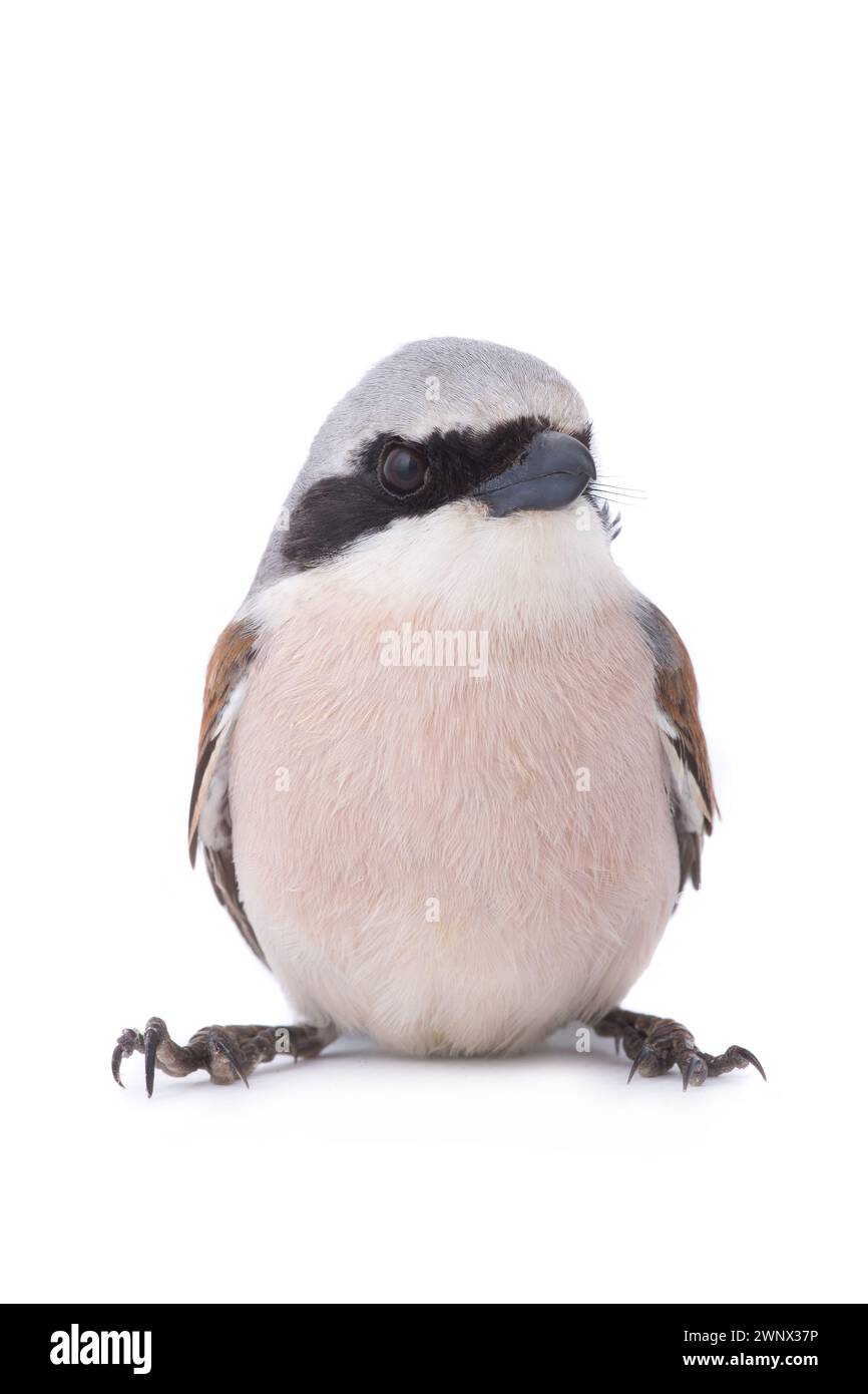 Red-backed Shrike (Lanius collurio) isolated on a white background  in studio shot Stock Photo