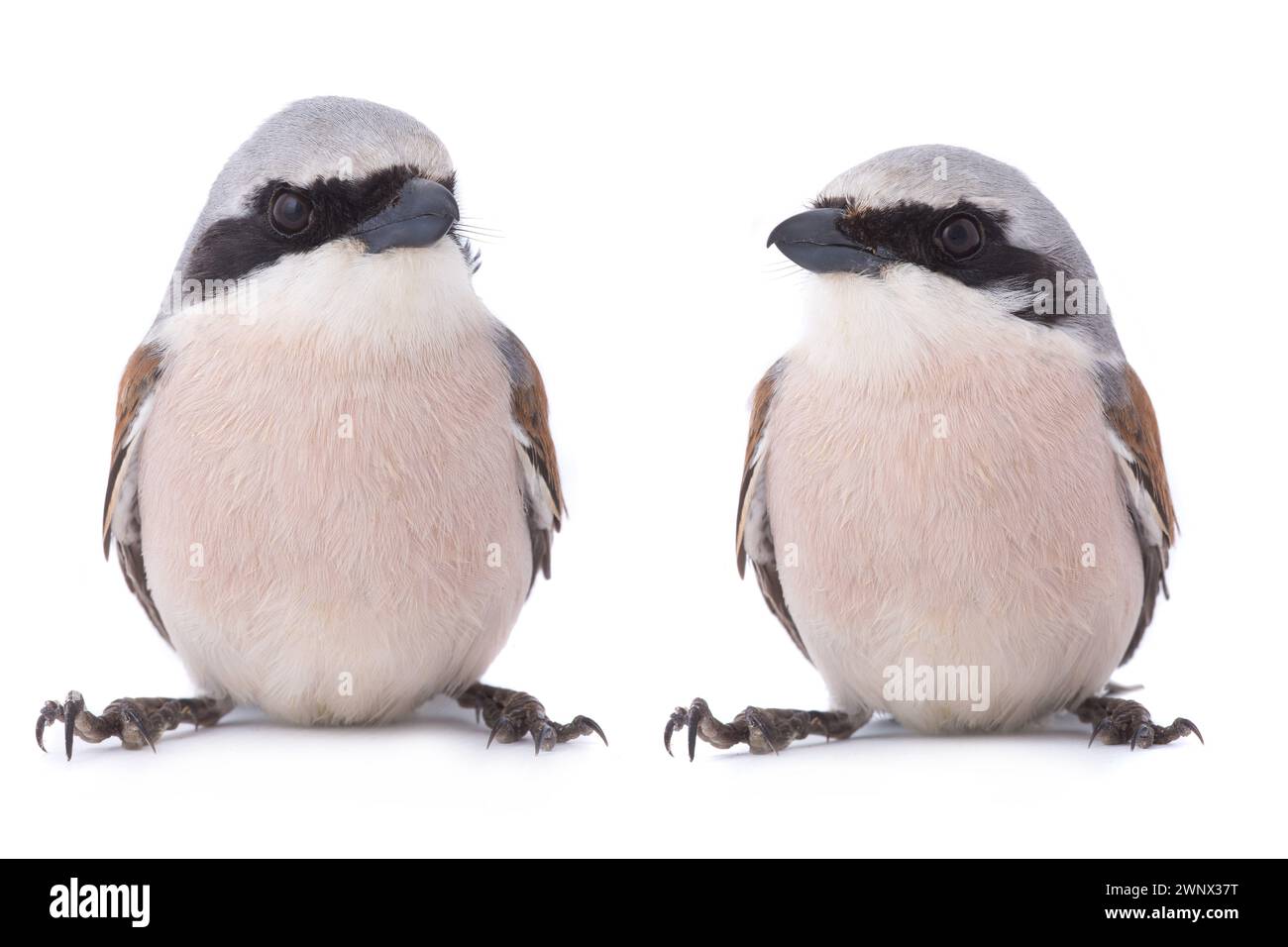 Two Red-backed Shrike (Lanius collurio) isolated on a white background  in studio shot Stock Photo