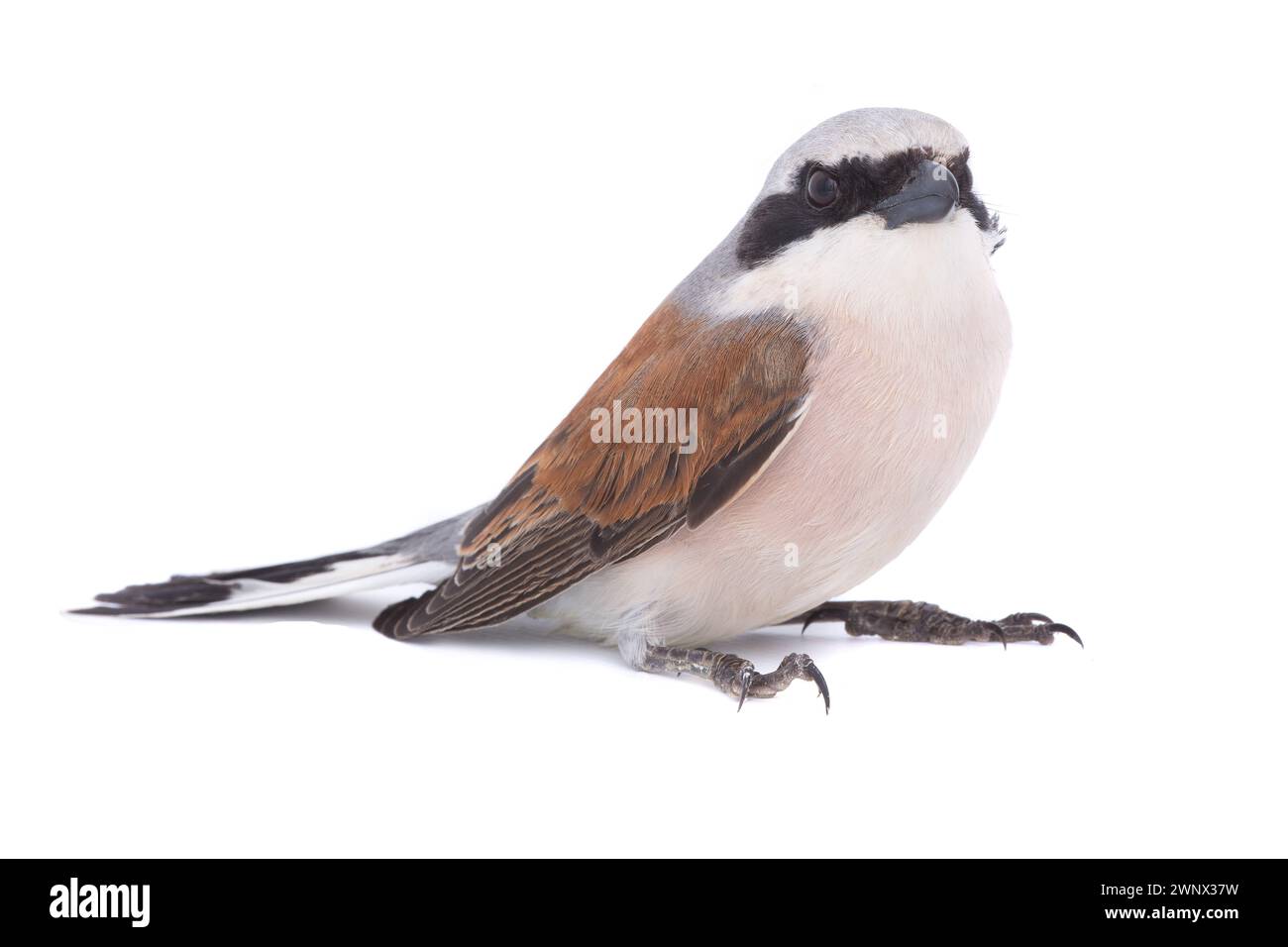 Red-backed Shrike (Lanius collurio) isolated on a white background  in studio shot Stock Photo